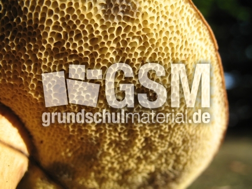Maronenröhrling 002.jpg